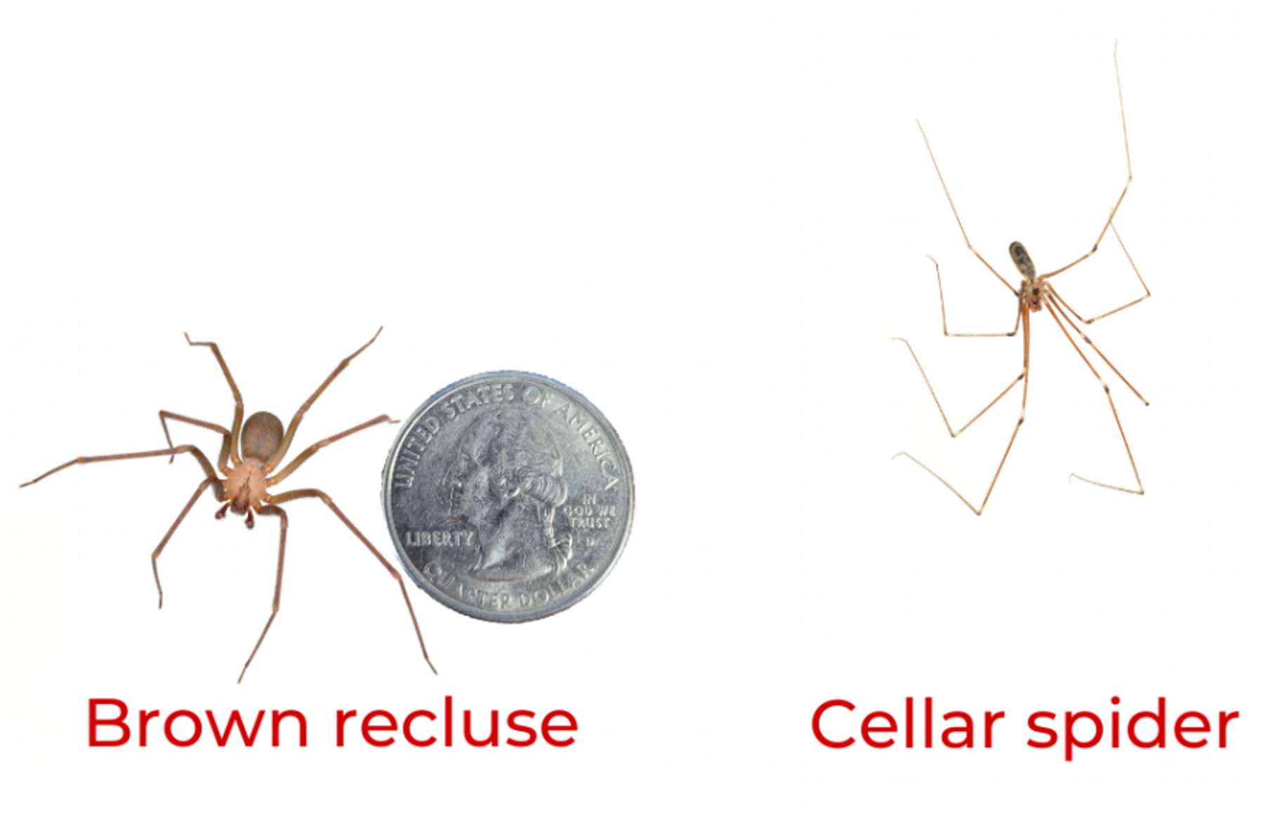 Cellar Spider cellar-spider